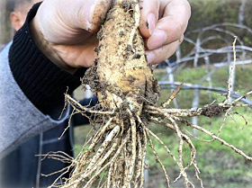 Soil revival for medicinal plants