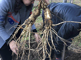 Cash crop cultivation use photo