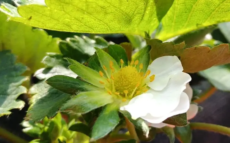草莓花 - 展示草莓開花階段，潔白花朵預示豐收