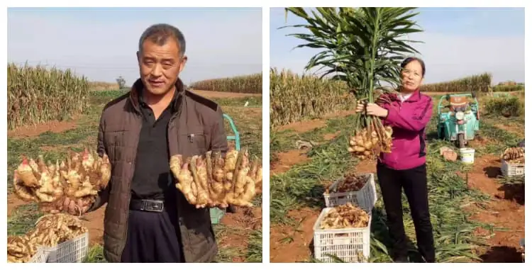 薑收成照片：展示健康薑植株，茂盛葉片與健壯根莖
