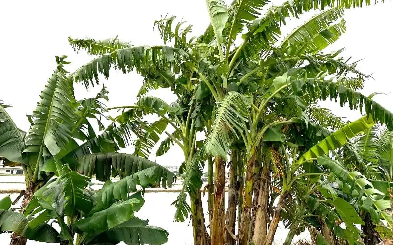 香蕉樹：展示健康的香蕉植株，茂盛葉片與健壯樹幹
