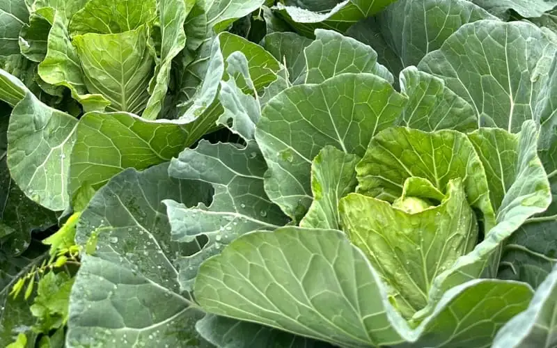 高麗菜 - 展示健康的高麗菜植株，完整結球與茂盛外葉