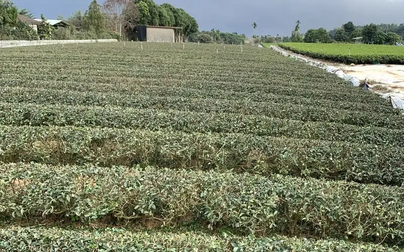 Tea Tree Completed Pruning and Using Agricultural Active Water No. 2