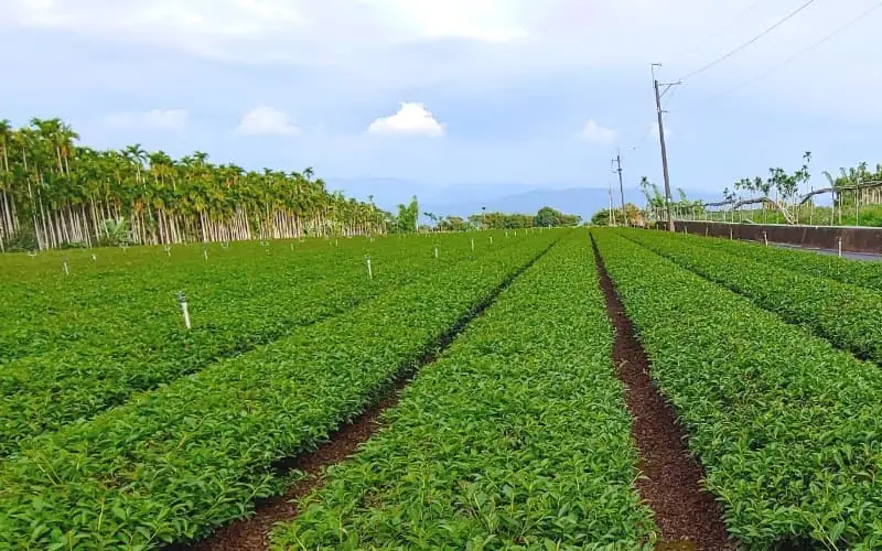 Healthy Tea Garden Environment Photo