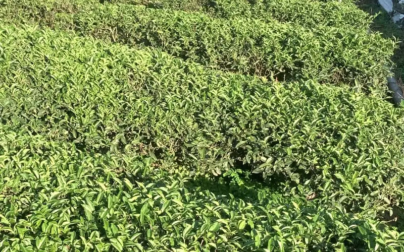 Tea Branch Blight Infected Without Pruning Condition