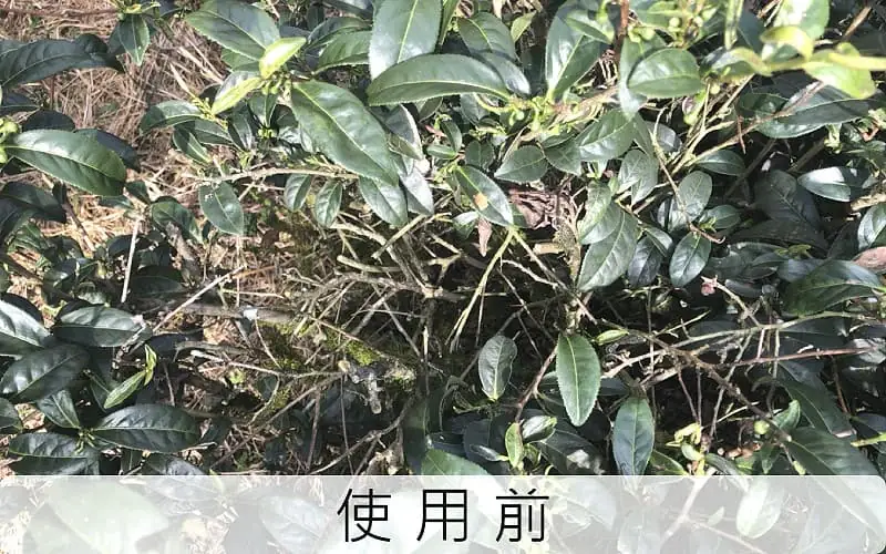 Tea Garden Condition Before Using Agricultural Active Water No. 2 - Poor Tea Tree Growth Condition