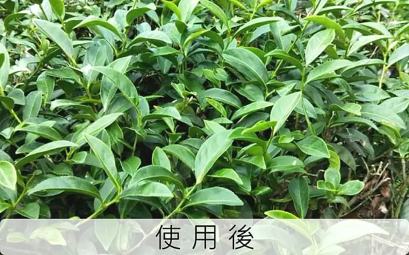 Tea Garden Improvement Condition After Using Agricultural Active Water No. 2 - Tea Tree Restored to Healthy Growth