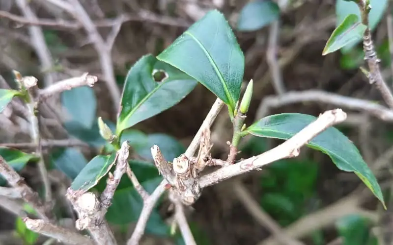 Tea Tree Improvement Period Growing New Buds