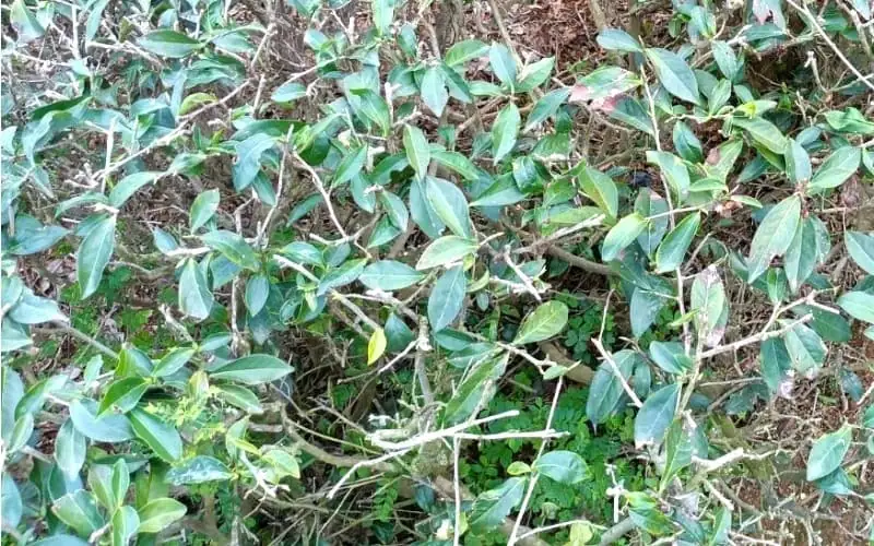 Tea Tree Improvement Period Growing New Buds