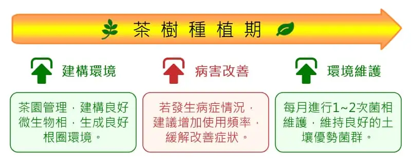 Tea Tree Planting Period Usage Timing Explanation