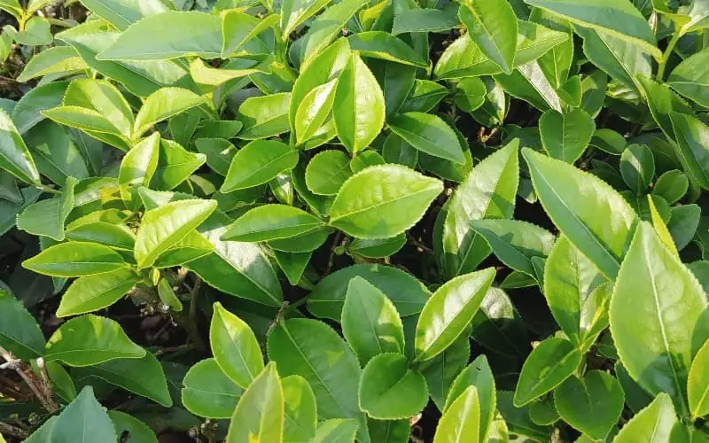 Healthy Tea Leaf Growth Condition Photo - Lush Tea Trees and Green Buds