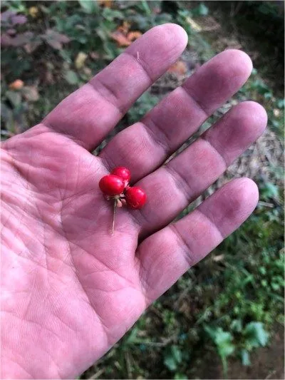 Weihai American Ginseng seeds and seedlings close-up