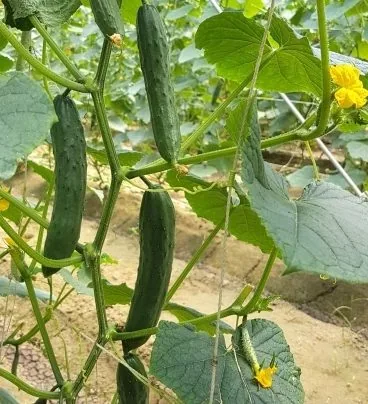 Healthy cucumbers grown using Agricultural Active Water No. 2 - Nematode control effectiveness