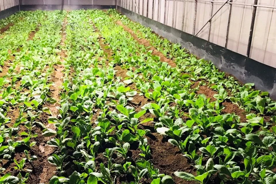 Organic toxin-free cultivation greenhouse interior environment display