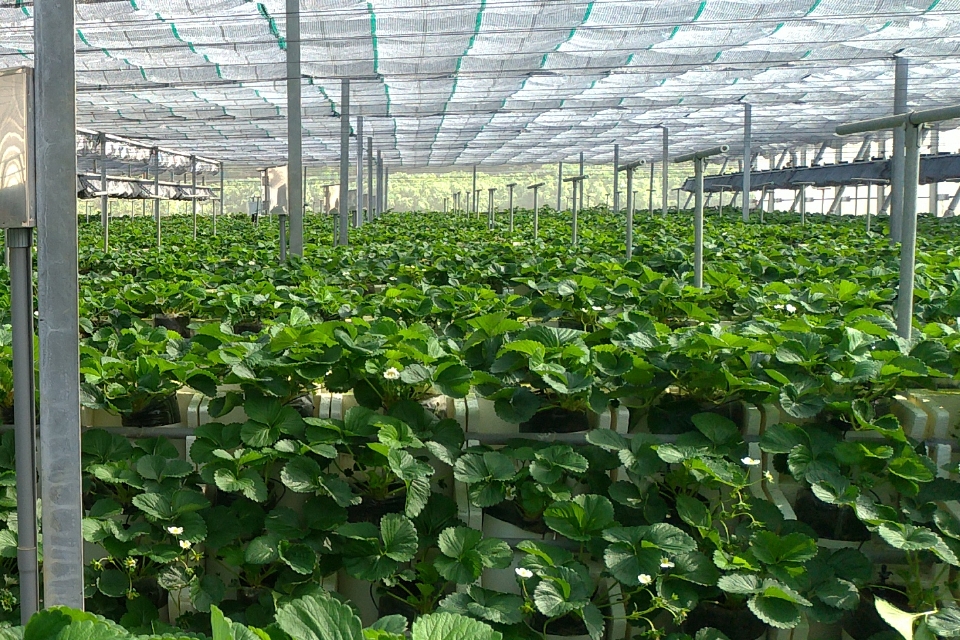 Organic cultivation photo