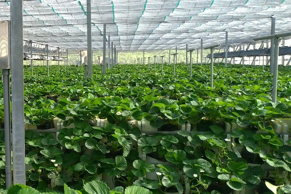 Application effects of New Sun Oversea materials in organic toxin-free cultivation