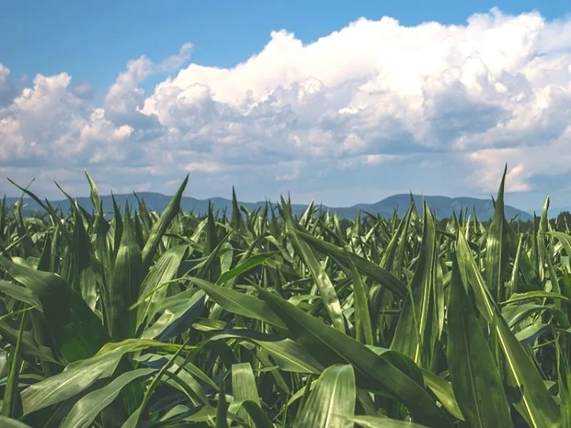 Bio-Humus usage in farmland