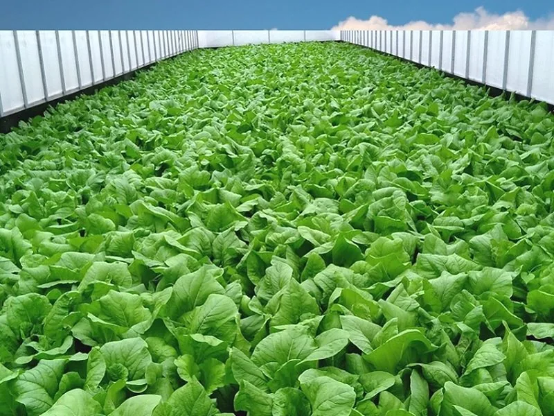 Bio-Humus soil improvement actual effects