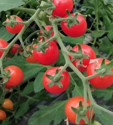 Tomato growth condition with Agricultural Active Water No. 2 application - Continuous cropping obstacle improvement