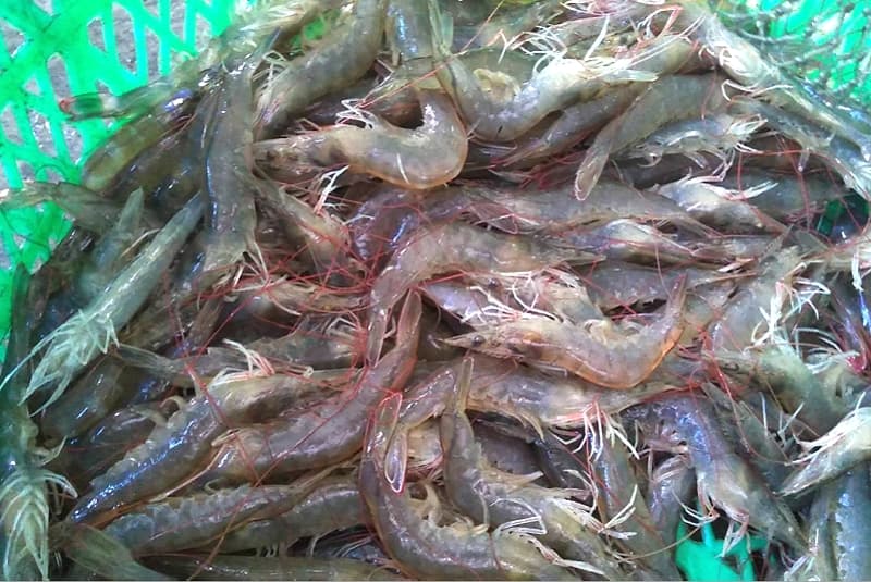 白蝦專養成果