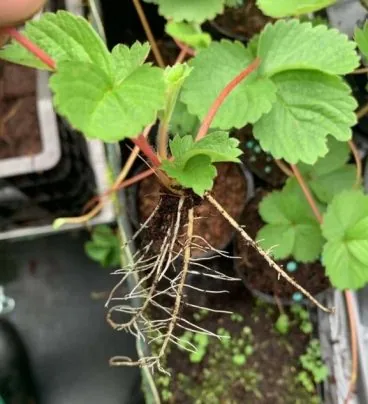 Strawberry roots improved by Agricultural Active Water No. 2 - Soil activation effects