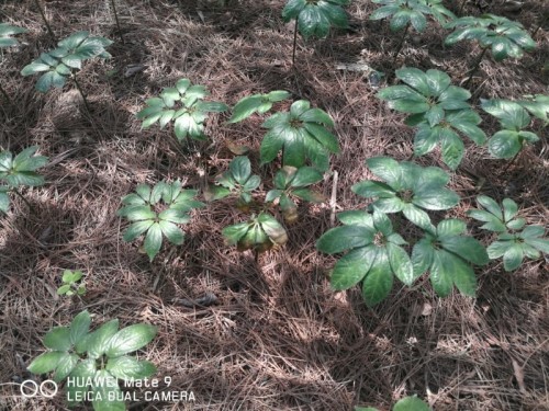 Soil revival for medicinal plants use photo