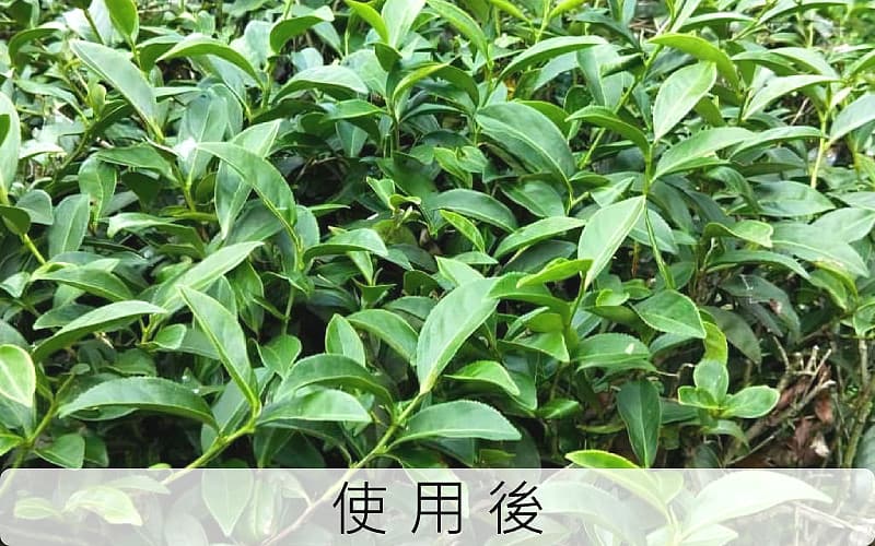 茶園使用後情況