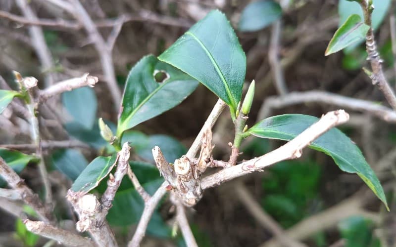 茶樹改善期長新芽情形3