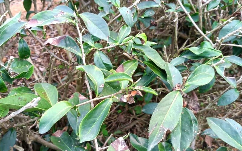 茶樹改善期長新芽情形2